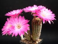 Thumbnail of 0723_Lobivia winteriana_20120519_02(1).JPG